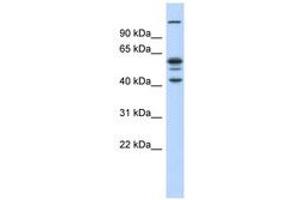 Image no. 1 for anti-GA Repeat Binding Protein, beta 1 (GABPB1) (C-Term) antibody (ABIN6739096) (GABPB1 anticorps  (C-Term))
