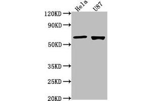 Western Blot Positive WB detected in: Hela whole cell lysate, U87 whole cell lysate All lanes: USP17L1 antibody at 1:2000 Secondary Goat polyclonal to rabbit IgG at 1/50000 dilution Predicted band size: 60 kDa Observed band size: 60 kDa (USP17L1 anticorps  (C-Term))