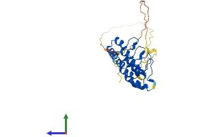AlphaFold protein structure predicition of Human Recombinant RFXANK Protein, UniprotID O14593