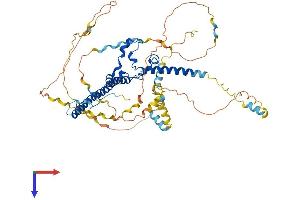 AlphaFold protein structure predicition of Human Recombinant WASF1 Protein, UniprotID Q92558