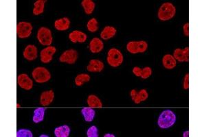 Confocal immunofluorescence analysis of HeLa cells using KHDRBS1 Polyclonal Antibody at dilution of 1:400.