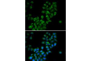 Immunofluorescence analysis of HeLa cells using CANT1 antibody (ABIN5973753).