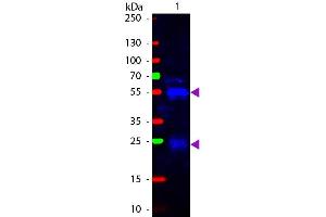 Western Blot of Fluorescein conjugated Goat anti-Rabbit IgG Pre-Adsorbed secondary antibody. (Chèvre anti-Lapin IgG (Heavy & Light Chain) Anticorps (FITC) - Preadsorbed)