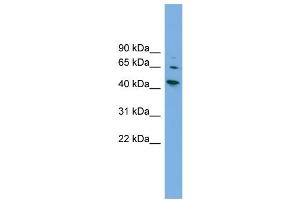 WB Suggested Anti-WIPF2  Antibody Titration: 0. (WIPF2 anticorps  (Middle Region))