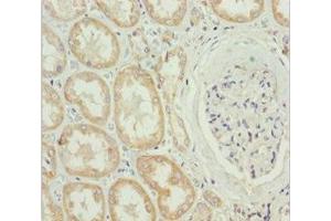 Immunohistochemistry of paraffin-embedded human kidney tissue using ABIN7159567 at dilution of 1:100