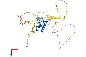AlphaFold protein structure predicition of Mouse Recombinant Foxe1 Protein, UniprotID Q8R2I0