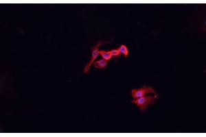 ABIN6276957 staining HepG2? (Macrophage Scavenger Receptor 1 anticorps  (N-Term))