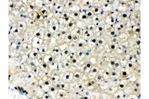 IHC testing of FFPE rat liver with DDB1 antibody. (DDB1 anticorps  (AA 1011-1140))