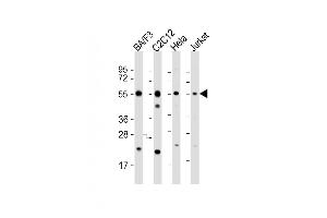 All lanes : Anti-CASP8 Antibody (C-term) at 1:2000 dilution Lane 1: BA/F3 whole cell lysate Lane 2: C2C12 whole cell lysate Lane 3: Hela whole cell lysate Lane 4: Jurkat whole cell lysate Lysates/proteins at 20 μg per lane.