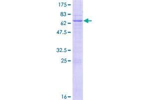 Image no. 1 for LETM1 Domain Containing 1 (LETMD1) (AA 1-360) protein (GST tag) (ABIN1309319)