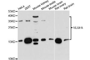 Western blot analysis of extracts of various cell lines, using VEGFA antibody. (VEGFA anticorps)