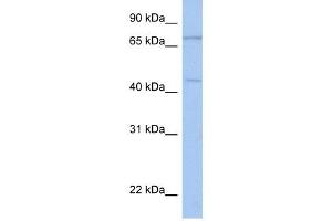 ISLR2 antibody used at 1 ug/ml to detect target protein. (ISLR2 anticorps  (N-Term))