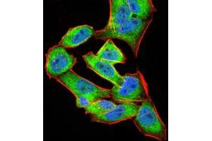 Immunofluorescence analysis of Hela cells using ANXA5 mouse mAb (green).