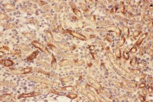 Anti-MMP7 Picoband antibody, IHC(P): Mouse Kidney Tissue (MMP7 anticorps  (AA 95-264))