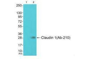 Western blot analysis of extracts from JK cells (Lane 2), using Claudin 1 (Ab-210) antiobdy. (Claudin 1 anticorps  (Tyr210))