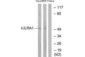 Western blot analysis of extracts from HeLa/MCF-7 cells, using LILRA1 Antibody. (LILRA1 anticorps  (AA 53-102))