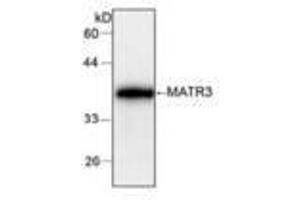 Image no. 1 for anti-Matrin 3 (MATR3) antibody (ABIN791471) (MATR3 anticorps)