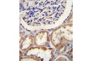 HtrA1 Antibody (N-term) (ABIN388127 and ABIN2846341) immunohistochemistry analysis in formalin fixed and paraffin embedded human kidney tissue followed by peroxidase conjugation of the secondary antibody and DAB staining. (HTRA1 anticorps  (N-Term))