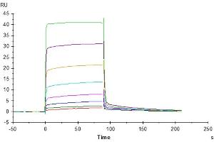 Human CD155, hFc Tag captured on CM5 Chip via Protein A can bind Cynomolgus DNAM-1, His Tag with an affinity constant of 0.