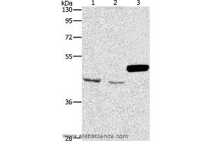 Western blot analysis of A172 and K562 cell, mouse pancreas tissue, using ARMCX3 Polyclonal Antibody at dilution of 1:900 (ARMCX3 anticorps)