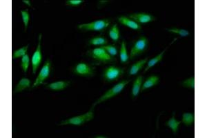 Immunofluorescence staining of Hela cells with ABIN7166879 at 1:200, counter-stained with DAPI. (PNPO anticorps  (AA 114-207))