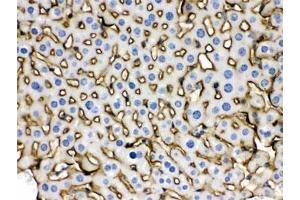 IHC testing of FFPE mouse liver with NTCP antibody. (SLC10A1 anticorps)