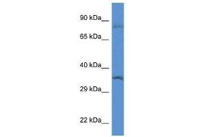 Western Blot showing Gtf2b antibody used at a concentration of 1. (GTF2B anticorps  (N-Term))