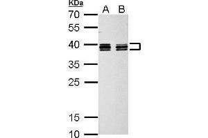 WB Image hnRNP C1/C2 antibody detects HNRNPC protein by Western blot analysis.