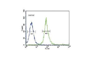 SNAI Antibody  flow cytometric analysis of 293 cells (right histogram) compared to a negative control cell (left histogram). (SNAI anticorps)