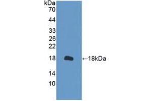 Detection of Recombinant PRDX2, Mouse using Polyclonal Antibody to Peroxiredoxin 2 (PRDX2) (Peroxiredoxin 2 anticorps  (AA 6-164))
