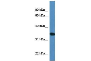 WB Suggested Anti-Upp2 Antibody   Titration: 1.