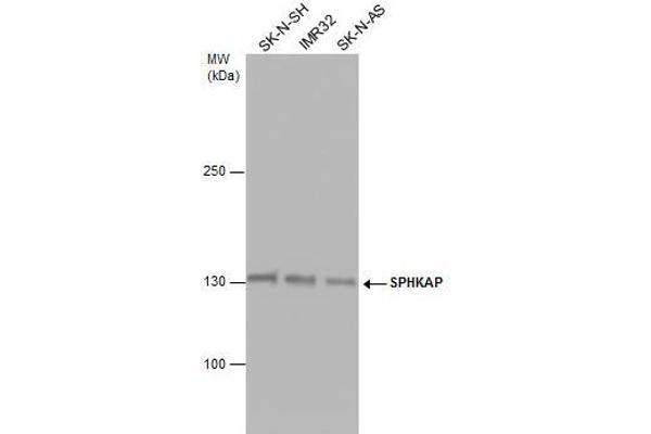 SPHKAP anticorps  (N-Term)