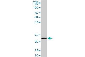EFHD1 monoclonal antibody (M08A), clone 1F5. (EFHD1 anticorps  (AA 168-238))