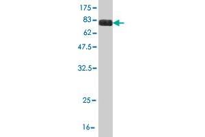 Western Blot detection against Immunogen (83.
