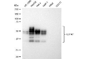 Western blotting analysis using CD147 antibody (ABIN7797739). (Recombinant CD147 anticorps)