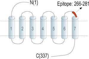 anti-Purinergic Receptor P2Y, G-Protein Coupled, 13 (P2RY13) (AA 266-281), (Extracellular), (Loop 3) antibody (FITC)