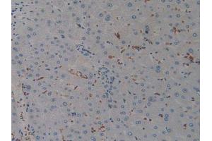 IHC-P analysis of Human Liver Tissue, with DAB staining. (AIF anticorps  (AA 103-322))