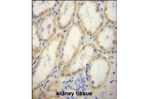 G6PC Antibody immunohistochemistry analysis in formalin fixed and paraffin embedded human kidney tissue followed by peroxidase conjugation of the secondary antibody and DAB staining. (G6PC anticorps  (AA 123-149))