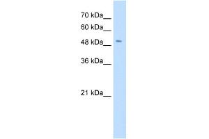 WB Suggested Anti-SLC18A2 Antibody Titration:  0. (SLC18A2 anticorps  (N-Term))