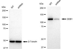 Western blotting analysis using DDB1 antibody (ABIN7798273). (Recombinant DDB1 anticorps)