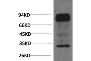 Western Blot analysis of Mouse brain using HIF1 bata Monoclonal Antibody at dilution of 1:2000. (ARNT anticorps)