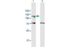 Western Blot analysis of UBA7 expression in transfected 293T cell line by UBA7 MaxPab polyclonal antibody. (UBA7 anticorps  (AA 1-1012))