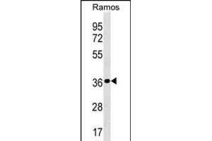 MRPL19 Antibody (N-term) (ABIN1539416 and ABIN2838298) western blot analysis in Ramos cell line lysates (35 μg/lane). (MRPL19 anticorps  (N-Term))