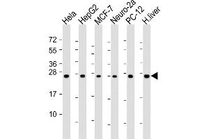 All lanes : Anti-PS Antibody (N-Term) at 1:2000 dilution Lane 1: Hela whole cell lysate Lane 2: HepG2 whole cell lysate Lane 3: MCF-7 whole cell lysate Lane 4: Neuro-2a whole cell lysate Lane 5: PC-12 whole cell lysate Lane 6: human liver lysate Lysates/proteins at 20 μg per lane. (PSMA6 anticorps  (AA 32-65))