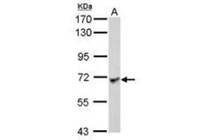 Image no. 2 for anti-Leucine Rich Repeat Containing 1 (LRRC1) (AA 265-524) antibody (ABIN1499196) (LRRC1 anticorps  (AA 265-524))