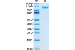 Mouse TPO/Thyroid Peroxidase on Tris-Bis PAGE under reduced condition.