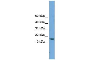 WB Suggested Anti-PAGE4 Antibody Titration:  0. (PAGE4 anticorps  (Middle Region))