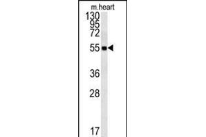 FB Antibody (Center) (ABIN651921 and ABIN2840456) western blot analysis in mouse heart tissue lysates (15 μg/lane).