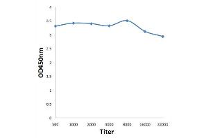 Antigen: 0. (CDC25B anticorps  (pSer353))