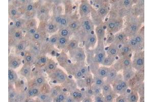 Detection of GPC3 in Mouse Liver Tissue using Polyclonal Antibody to Glypican 3 (GPC3) (Glypican 3 anticorps  (AA 344-559))